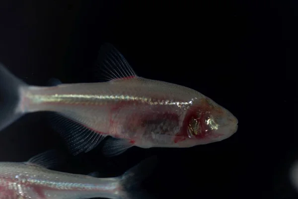 Blinder Höhlenfisch, astyanax Mexicanus, mit schwarzem Hintergrund. — Stockfoto
