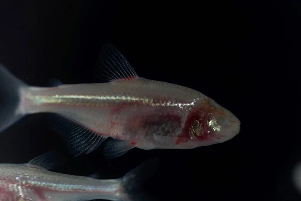 Peixe-caverna cego, Astyanax mexicanus, com fundo preto . — Fotografia de Stock