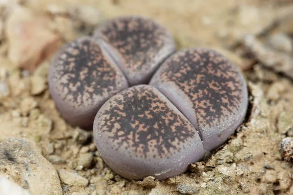 Plantas vivas de piedra, Lithops lesliei, del área de Kimberley en Sudáfrica, región C-14 . — Foto de Stock