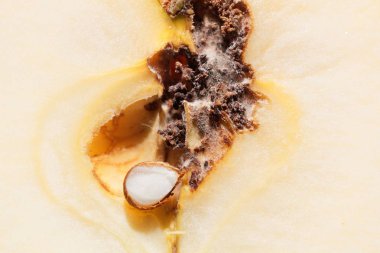 (Cydia pomonella) Elma ve larva güvesi izleri.)