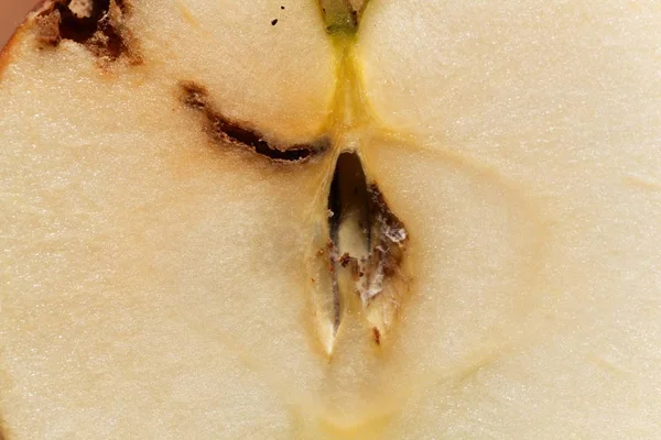 Apfel mit Larvenspuren eines Apfelwicklers (Cydia pomonella)) — Stockfoto