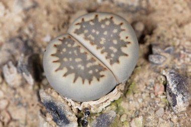 Lithops Hallii Sp Ochracea, Güney Afrika 'nın Upington bölgesinden.. 
