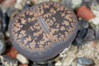 Lithops aucampiae sssp aucampiae, Güney Afrika 'nın Kuruman bölgesinden, C173. 