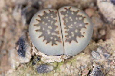 Lithops Hallii Sp Ochracea, Güney Afrika 'nın Upington bölgesinden.. 