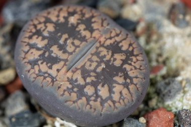 Lithops aucampiae sssp aucampiae, Güney Afrika 'nın Kuruman bölgesinden, C173. 