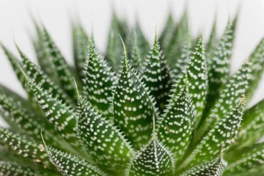 Dantelli aloe yaprakları, Aloe aristata