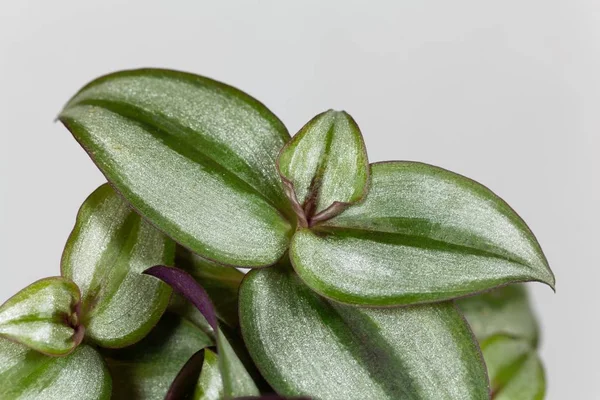 L'Inchplant Tradescantia zebrina — Photo