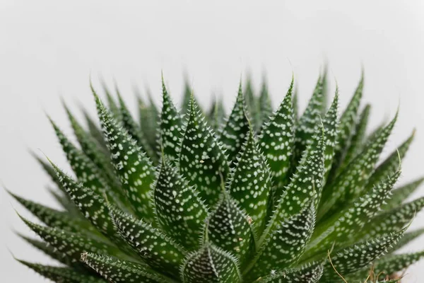 花边芦荟叶，芦荟果 — 图库照片