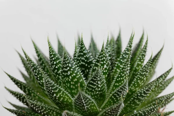 Folhas de um aloés de cadarço, Aloe aristata — Fotografia de Stock