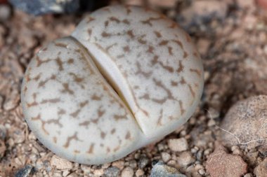 Namibya, C99 bölgesindeki Windhoek bölgesinden Lithops 'un Yaşayan Taş Fabrikası.. 