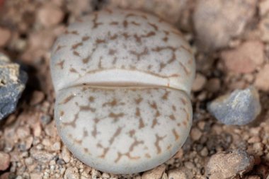 Namibya, C99 bölgesindeki Windhoek bölgesinden Lithops 'un Yaşayan Taş Fabrikası.. 