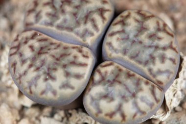 Lithops Bromfieldii adlı canlı taş fabrikası, Güney Afrika 'nın Upington bölgesinden, C368. 
