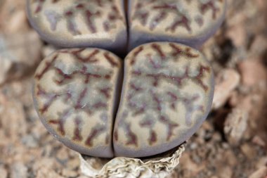 Lithops Bromfieldii adlı canlı taş fabrikası, Güney Afrika 'nın Upington bölgesinden, C368. 