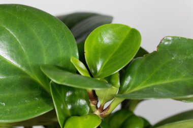 Bebek prezervatifi, Peperomia obtusifolia