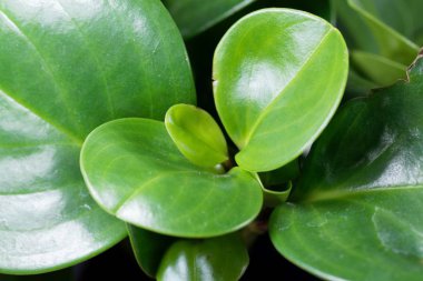 Bebek prezervatifi, Peperomia obtusifolia