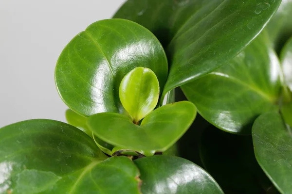 Caoutchouteux pour bébés, Peperomia obtusifolia — Photo