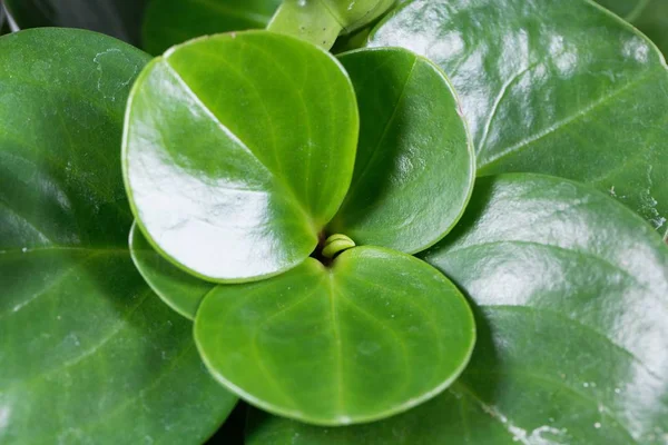 Planta de goma del bebé, Peperomia obtusifolia —  Fotos de Stock