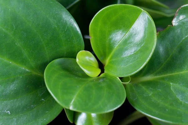 Caoutchouteux pour bébés, Peperomia obtusifolia — Photo