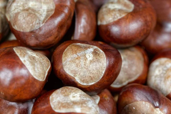 Macro photo of horse chestnuts — Stock Photo, Image