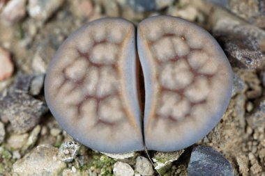 Lithops Karasmontana v lericheana, Namibya, C193 bölgesindeki Karasburg bölgesinden.. 