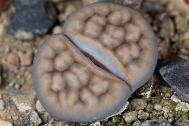 Lithops Karasmontana v lericheana, Namibya, C193 bölgesindeki Karasburg bölgesinden.. 