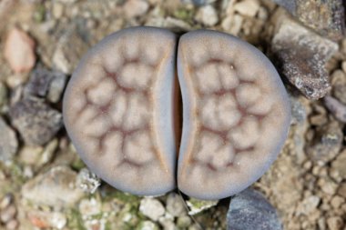 Lithops Karasmontana v lericheana, Namibya, C193 bölgesindeki Karasburg bölgesinden.. 