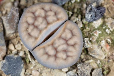Lithops Karasmontana v lericheana, Namibya, C193 bölgesindeki Karasburg bölgesinden.. 