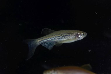 Leopar danio, Danio rerio var frankei