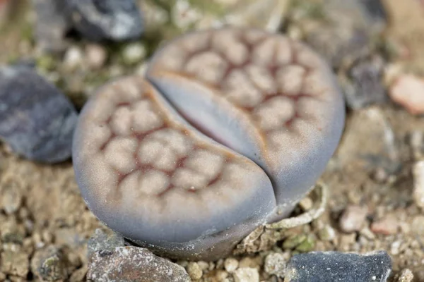 La planta de piedra viva Lithops karasmontana v lericheana, de la zona de Karasburg en Namibia, región C193 . — Foto de Stock