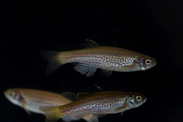 Leopardo danio, Danio rerio var frankei — Fotografia de Stock