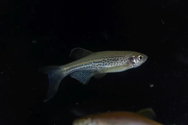 Leopardo danio, Danio rerio var frankei — Fotografia de Stock