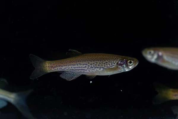 Leopard danio, Danio rerio var frankei — 图库照片