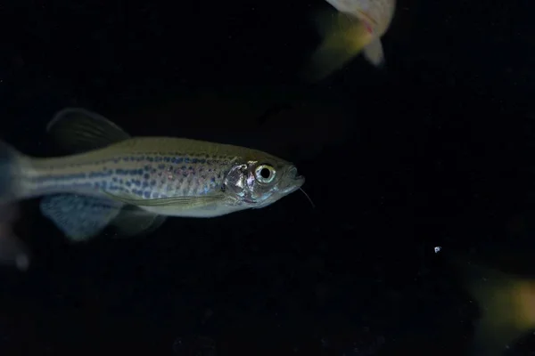 Leopard danio, danio rerio var frankei — Stockfoto