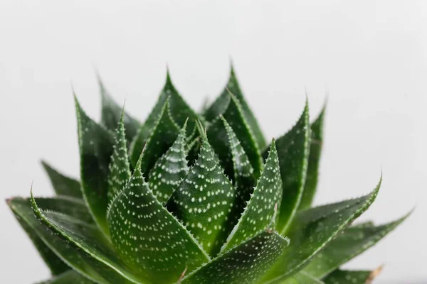 Folhas do Aloe aristata v cosmo — Fotografia de Stock