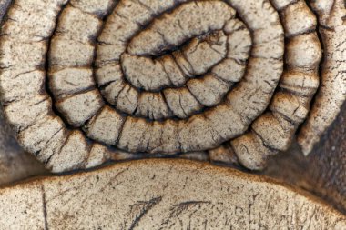 Fosil dokuya sahip gri çömlek yüzeyi.