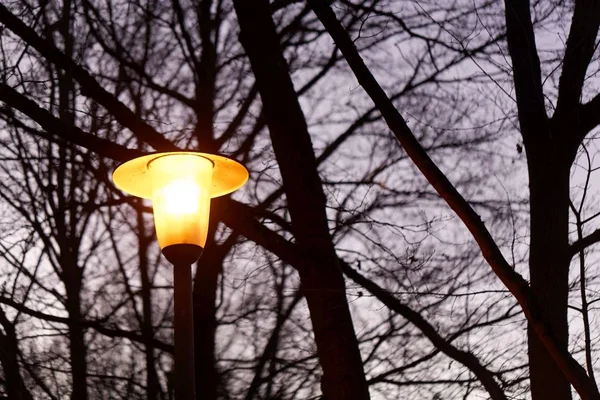 Linterna brillante con árboles oscuros —  Fotos de Stock