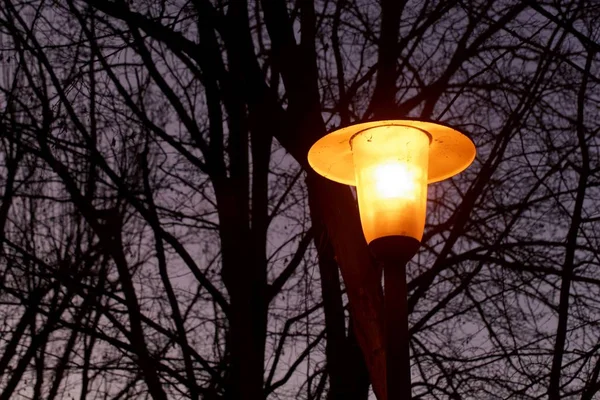 Glowing lantern with dark trees — Stock Photo, Image