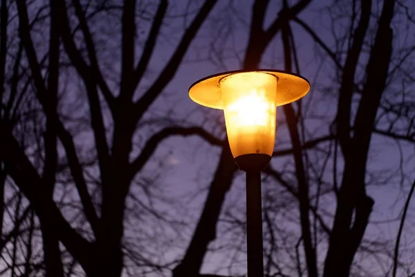Glowing lantern with dark trees — Stock Photo, Image