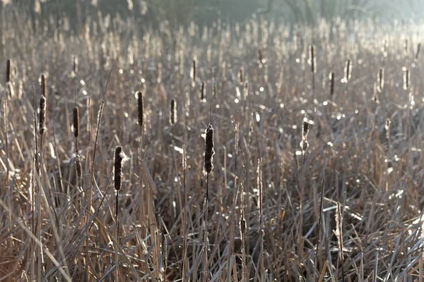 Velho cattail marrom nos tempos de inverno . — Fotografia de Stock