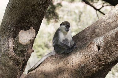 Grivet maymunu, Chlorocebus aethiops, Etiyopya 'da bir ağaçta. 