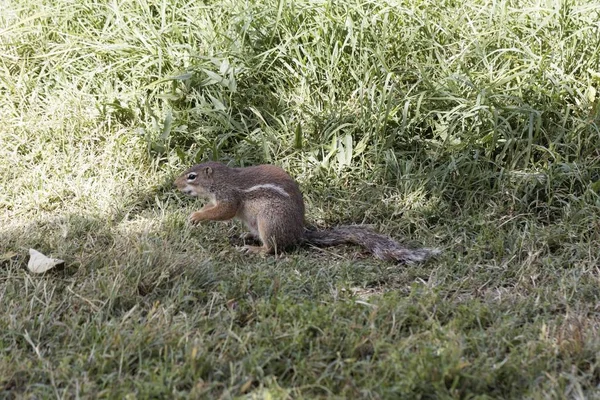 Écureuil rayé, Xerus erythropus, sur une prairie — Photo