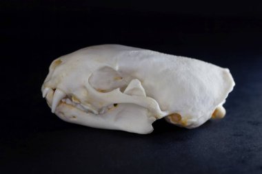 Avrupalı bir kokarcanın kafatası, Mustela putorius