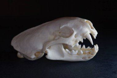 Avrupalı bir kokarcanın kafatası, Mustela putorius