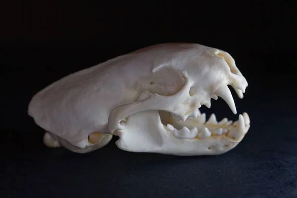 Κρανίο ευρωπαϊκής polecat, Mustela putorius — Φωτογραφία Αρχείου