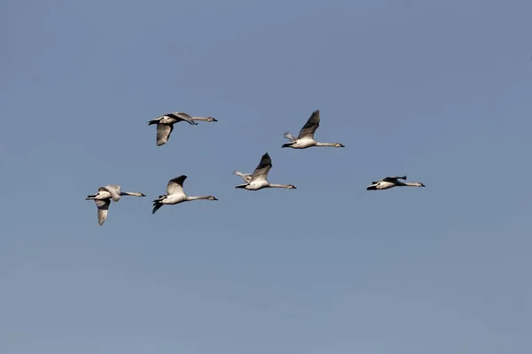 Manada de cisnes voladores mudos —  Fotos de Stock