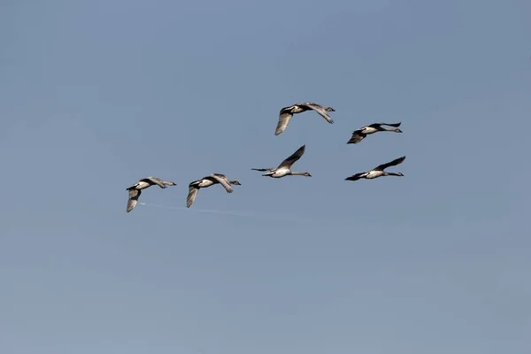 Flock of flying mute swans — ストック写真