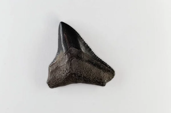 Зуб ископаемой акулы эоценового возраста из Флориды, США — стоковое фото