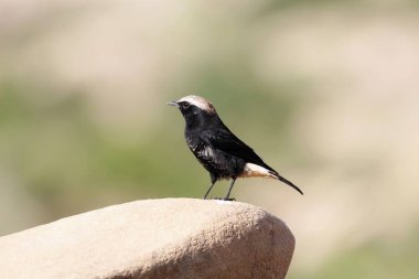 Habeş Kara Havyarı, Oenan Lugubris, Doğu Afrika 'da bir kayanın üzerinde.