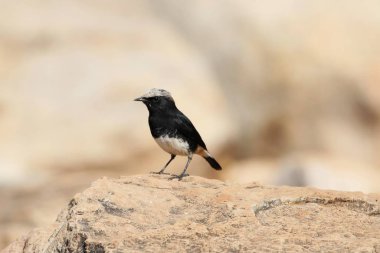 Habeş Kara Havyarı, Oenan Lugubris, Doğu Afrika 'da bir kayanın üzerinde.