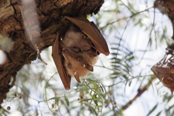 A female Epauletted Fruit Bat with a child in a tree in Northern Ethiopia